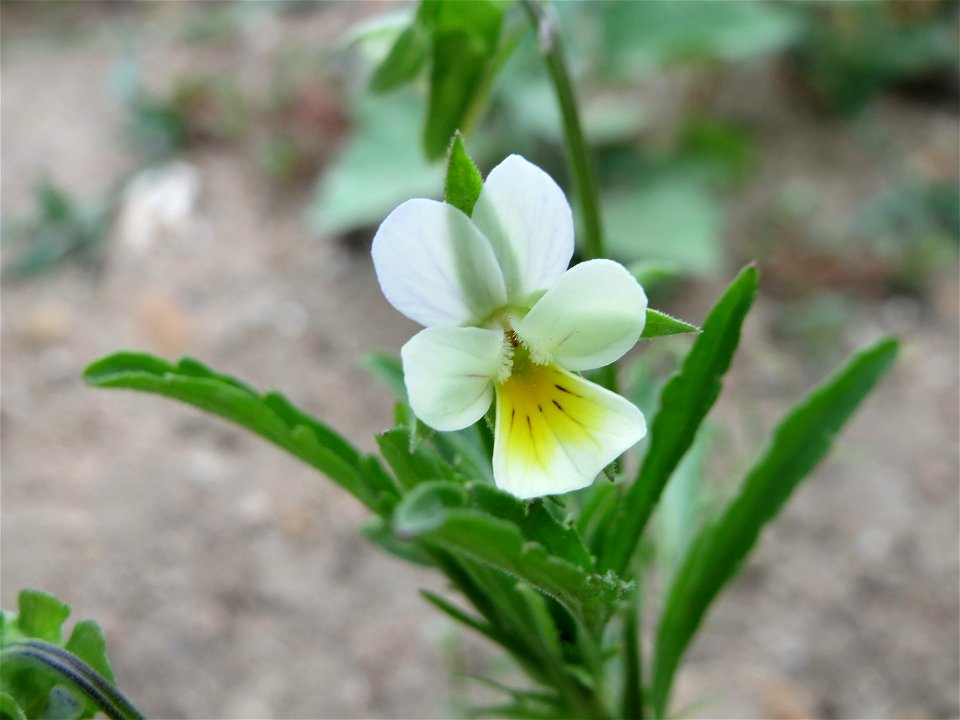 Acker-Stiefmütterchen (Viola arvensis) auf einem Schuttplatz bei Neulußheim (Gemarkung Altlußheim)