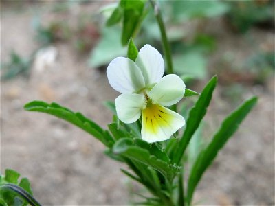 Acker-Stiefmütterchen (Viola arvensis) auf einem Schuttplatz bei Neulußheim (Gemarkung Altlußheim)