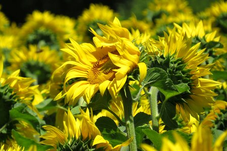 Sunny summer flowers photo