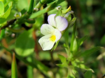 Acker-Stiefmütterchen (Viola arvensis) am Schalkenmehrener Maar