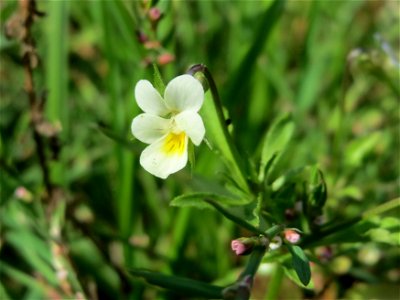 Acker-Stiefmütterchen (Viola arvensis) am Schalkenmehrener Maar