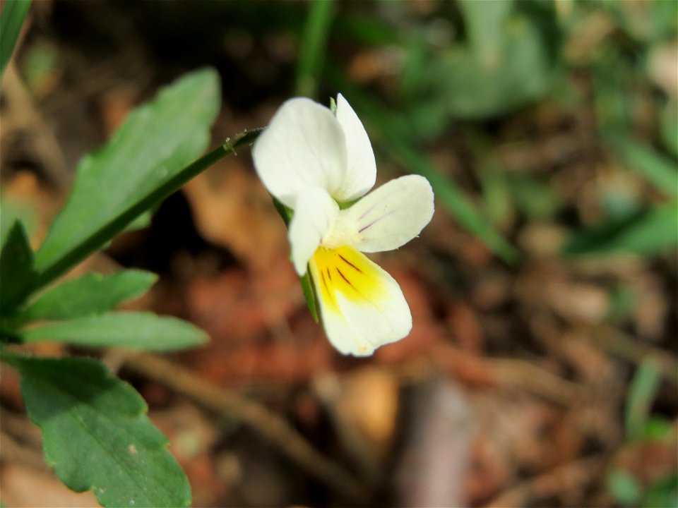 Acker-Stiefmütterchen (Viola arvensis) bei Reilingen