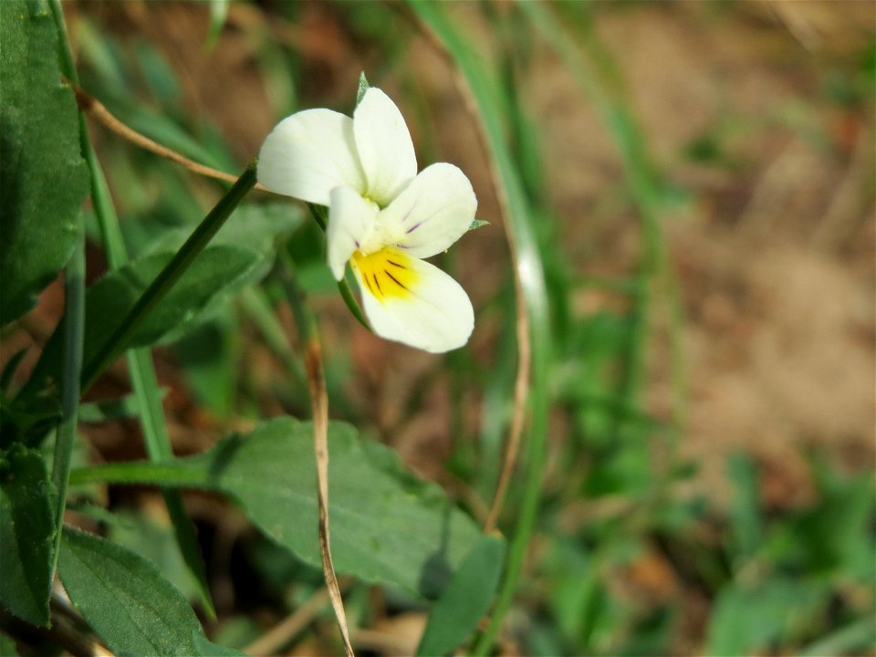 Acker-Stiefmütterchen (Viola arvensis) bei Reilingen