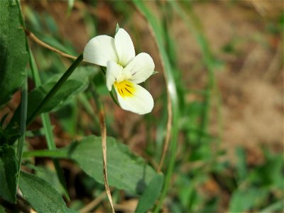Acker-Stiefmütterchen (Viola arvensis) bei Reilingen