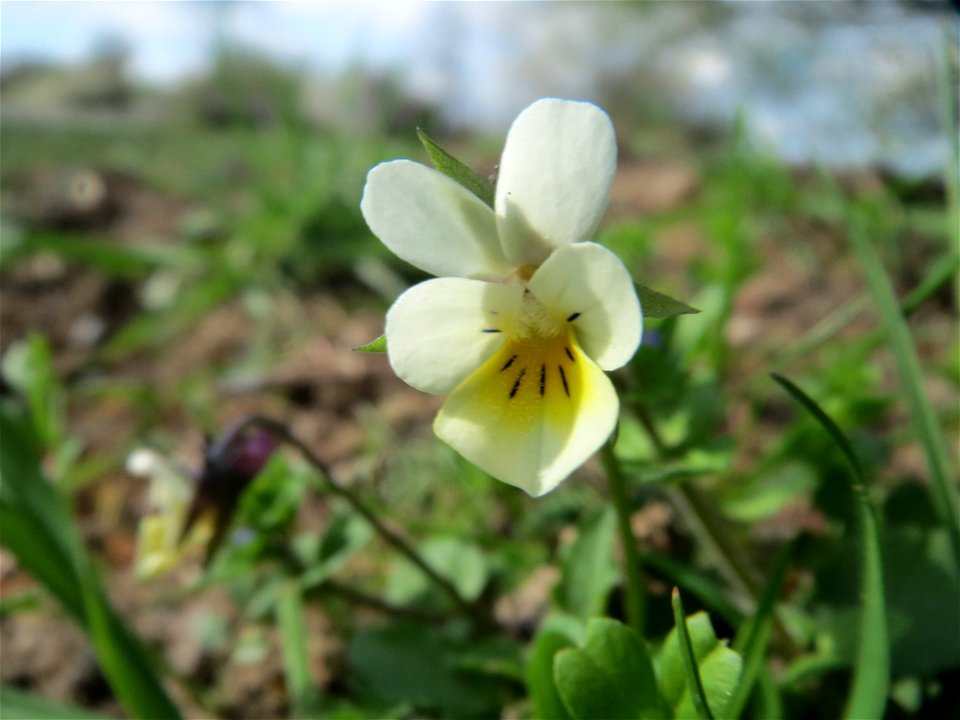 Acker-Stiefmütterchen (Viola arvensis) bei Reilingen