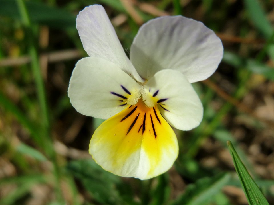 Acker-Stiefmütterchen (Viola arvensis) bei Reilingen