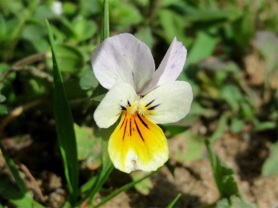 Acker-Stiefmütterchen (Viola arvensis) bei Reilingen