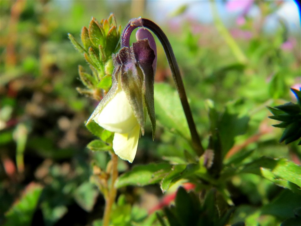 Acker-Stiefmütterchen (Viola arvensis) in Hockenheim