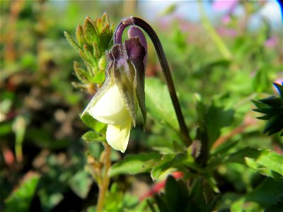 Acker-Stiefmütterchen (Viola arvensis) in Hockenheim