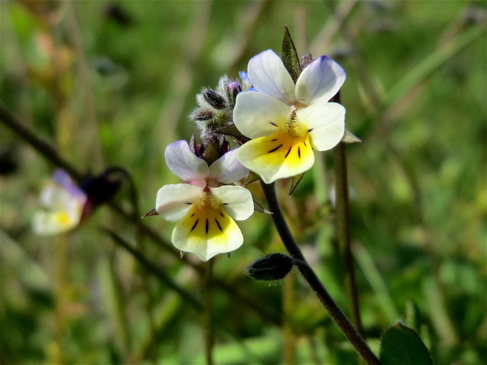 Acker-Stiefmütterchen (Viola arvensis) bei Reilingen