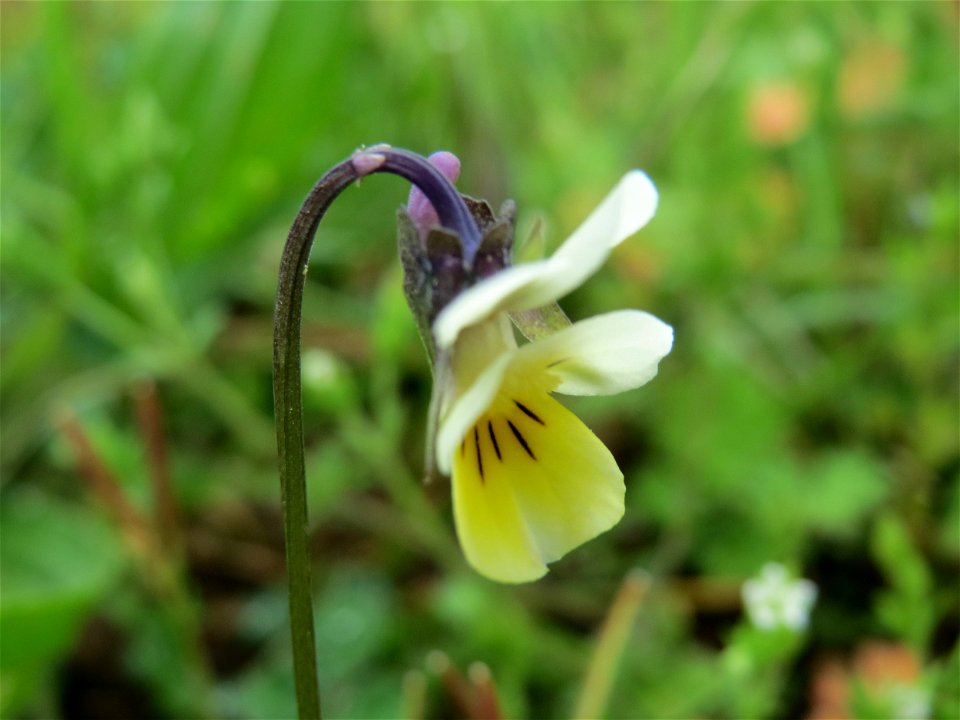 Acker-Stiefmütterchen (Viola arvensis) am Hochwasserrückhaltebecken im Naturschutzgebiet Bachwiesen/Leopoldswiesen im Hockenheimer Rheinbogen