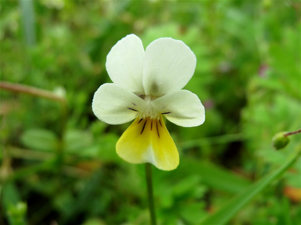 Acker-Stiefmütterchen (Viola arvensis) am Hochwasserrückhaltebecken im Naturschutzgebiet Bachwiesen/Leopoldswiesen im Hockenheimer Rheinbogen