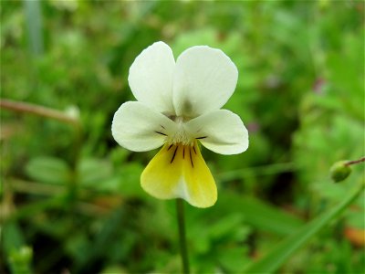 Acker-Stiefmütterchen (Viola arvensis) am Hochwasserrückhaltebecken im Naturschutzgebiet Bachwiesen/Leopoldswiesen im Hockenheimer Rheinbogen