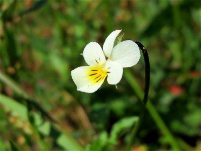 Acker-Stiefmütterchen (Viola arvensis) am Tierfriedhof Saarbrücken - der südliche Teil liegt im Landschaftsschutzgebiet „Drahtzugweiher und das Habsterwiesental“