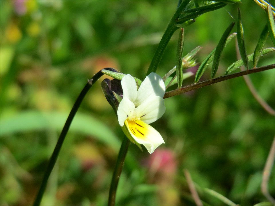 Acker-Stiefmütterchen (Viola arvensis) am Tierfriedhof Saarbrücken - der südliche Teil liegt im Landschaftsschutzgebiet „Drahtzugweiher und das Habsterwiesental“