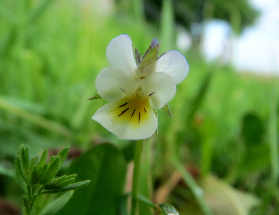 Acker-Stiefmütterchen (Viola arvensis) im Landschaftsschutzgebiet Rheinhessisches Rheingebiet bei Worms