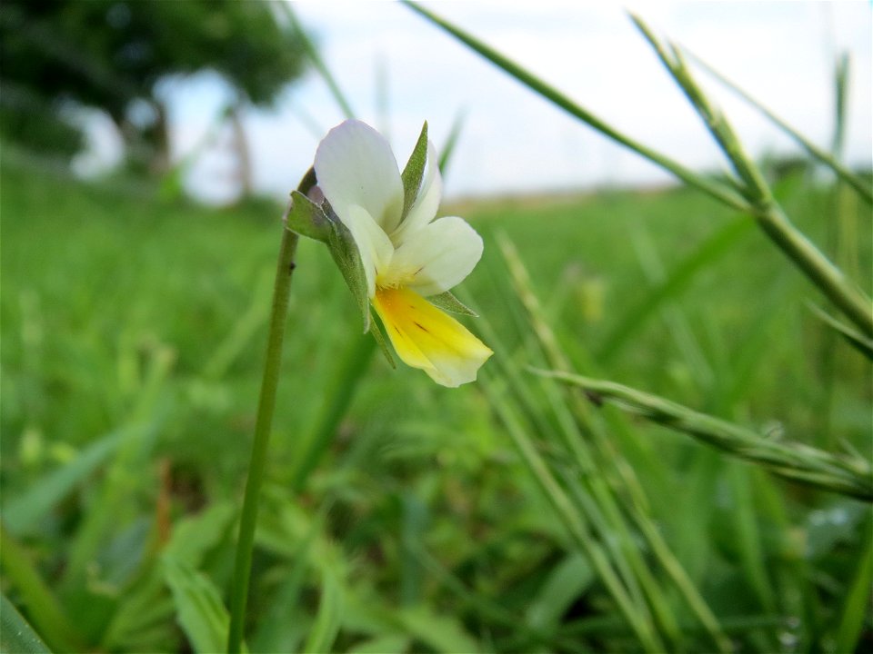 Acker-Stiefmütterchen (Viola arvensis) im Landschaftsschutzgebiet Rheinhessisches Rheingebiet bei Worms