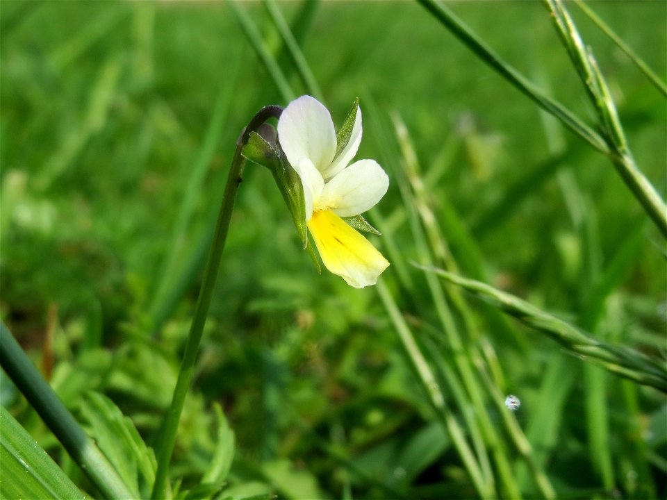 Acker-Stiefmütterchen (Viola arvensis) im Landschaftsschutzgebiet Rheinhessisches Rheingebiet bei Worms