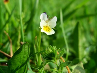 Acker-Stiefmütterchen (Viola arvensis) im Landschaftsschutzgebiet Rheinhessisches Rheingebiet bei Worms