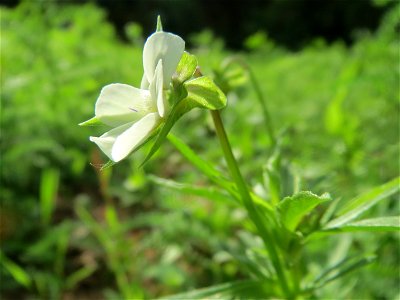 Acker-Stiefmütterchen (Viola arvensis) im Schwetzinger Hardt