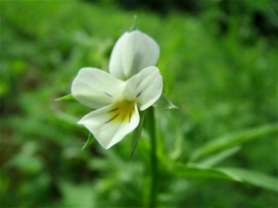 Acker-Stiefmütterchen (Viola arvensis) im Schwetzinger Hardt