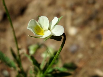 Acker-Stiefmütterchen (Viola arvensis) im Schwetzinger Hardt