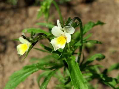 Acker-Stiefmütterchen (Viola arvensis) im Schwetzinger Hardt