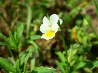 Acker-Stiefmütterchen (Viola arvensis) bei Reilingen
