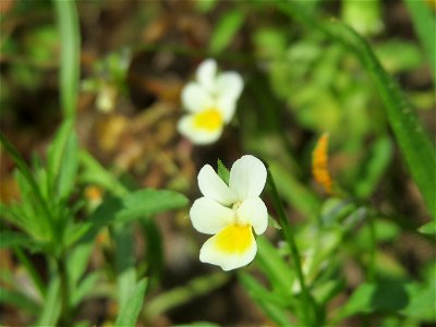 Acker-Stiefmütterchen (Viola arvensis) bei Reilingen