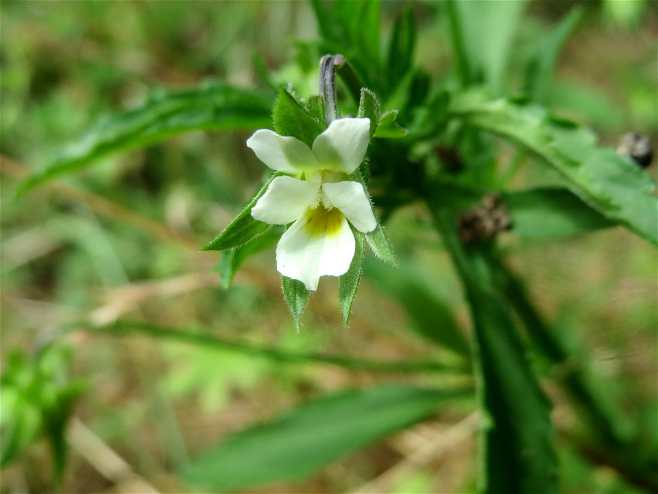 Acker-Stiefmütterchen (Viola arvensis) in Hockenheim
