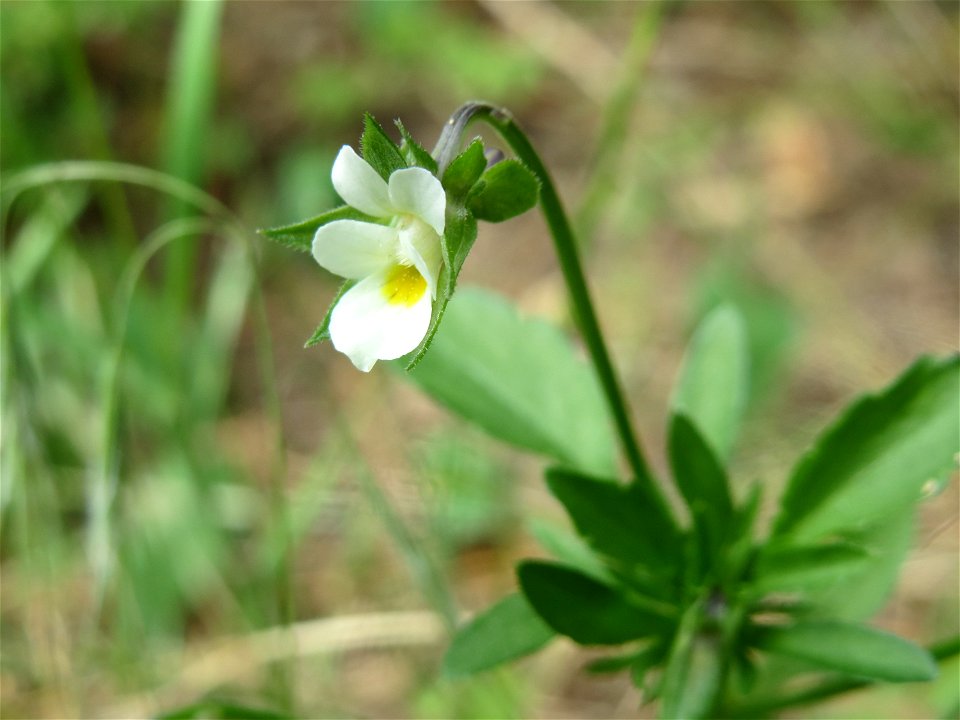 Acker-Stiefmütterchen (Viola arvensis) in Hockenheim