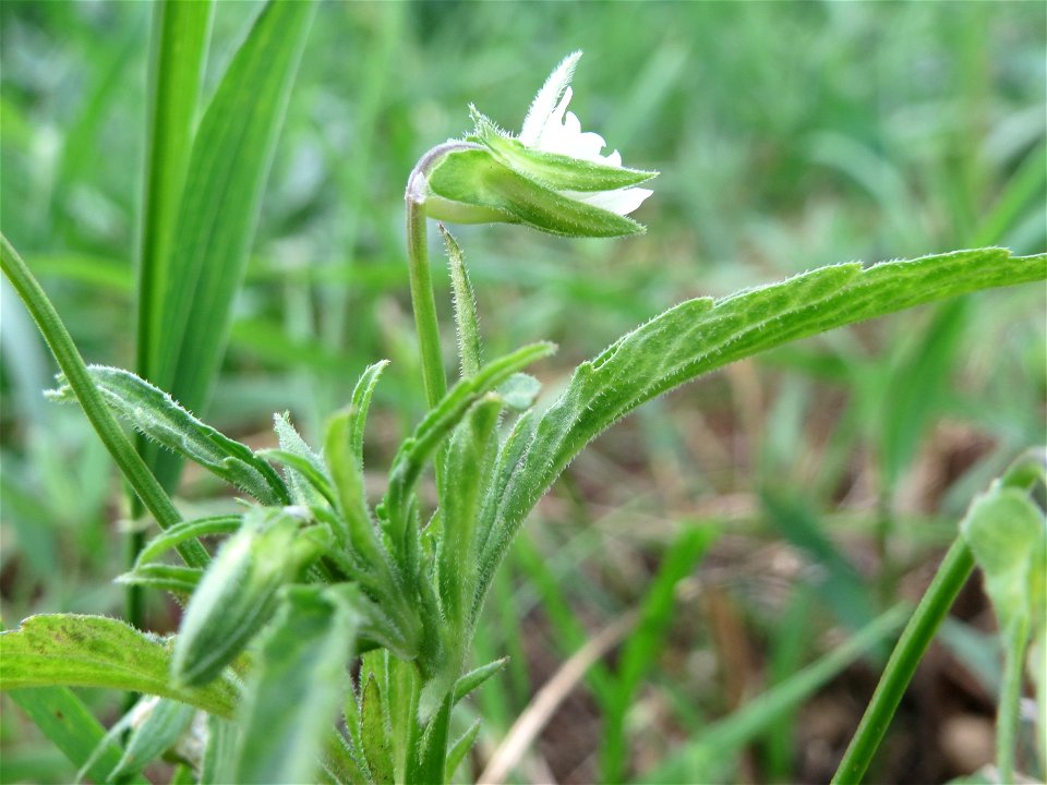 Acker-Stiefmütterchen (Viola arvensis) an der Elisabethenstraße bei Wiesbaden