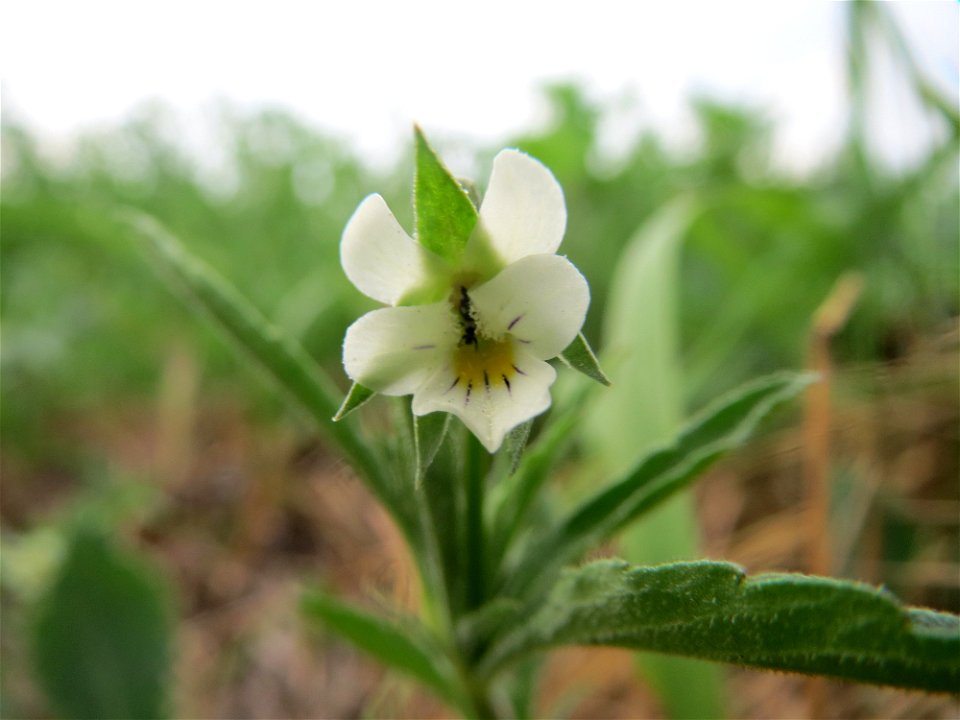 Acker-Stiefmütterchen (Viola arvensis) an der Elisabethenstraße bei Wiesbaden