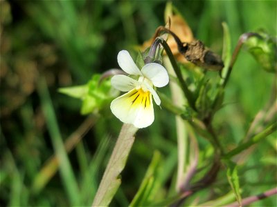 Acker-Stiefmütterchen (Viola arvensis) auf einer Ruderalfläche in Hockenheim-Talhaus