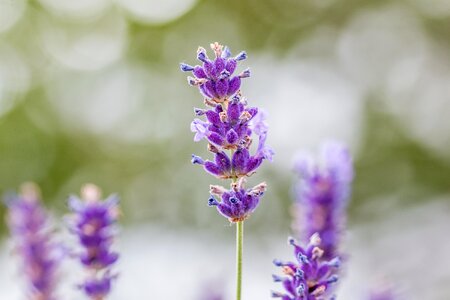 Bloom lavender flowers violet photo