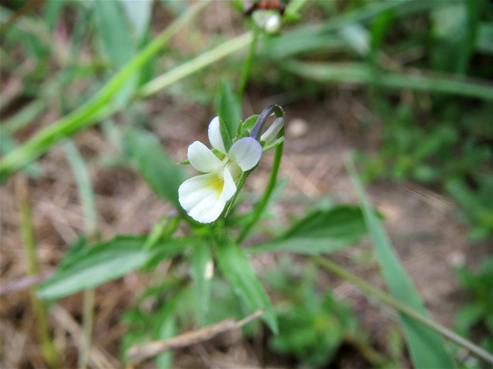 Acker-Stiefmütterchen (Viola arvensis) in Hockenheim