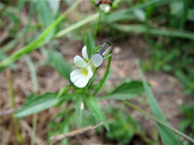 Acker-Stiefmütterchen (Viola arvensis) in Hockenheim