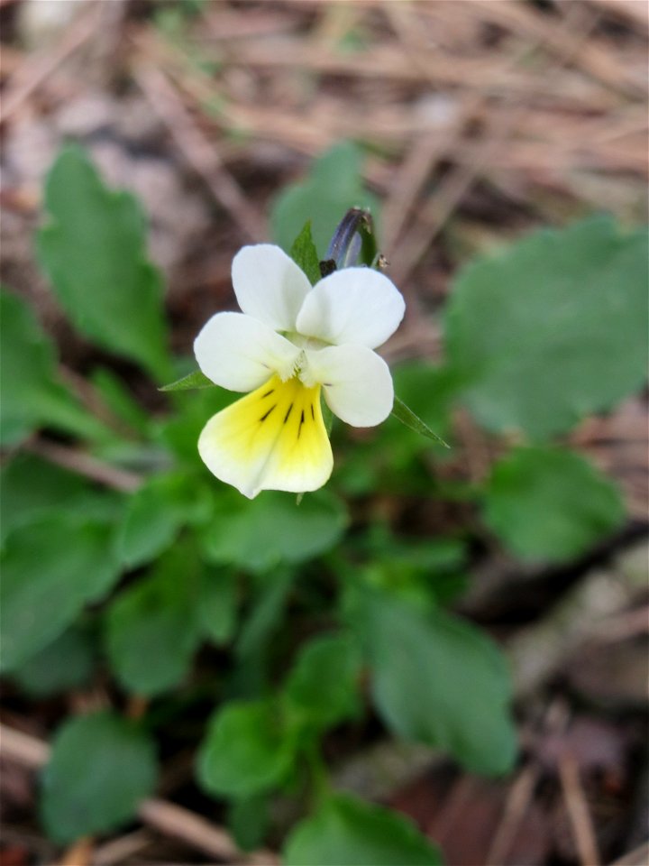 Acker-Stiefmütterchen (Viola arvensis) in der Schwetzinger Hardt