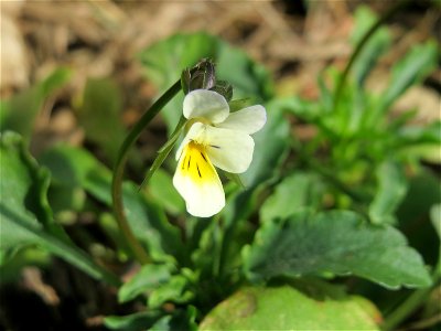Acker-Stiefmütterchen (Viola arvensis) in der Schwetzinger Hardt
