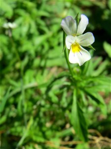 Acker-Stiefmütterchen (Viola arvensis) in der Schwetzinger Hardt