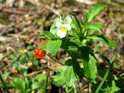 Acker-Stiefmütterchen (Viola arvensis) in der Schwetzinger Hardt