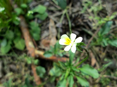 Acker-Stiefmütterchen (Viola arvensis) in der Schwetzinger Hardt