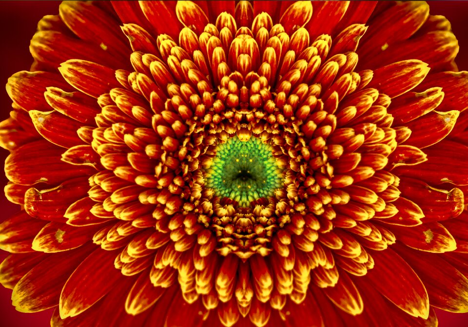 Petals color summer