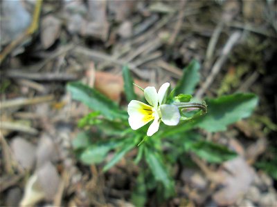 Acker-Stiefmütterchen (Viola arvensis) in der Schwetzinger Hardt