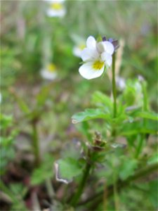 Acker-Stiefmütterchen (Viola arvensis) am Bahnhof Landstuhl