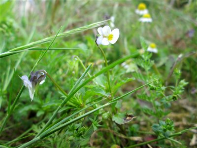 Acker-Stiefmütterchen (Viola arvensis) am Bahnhof Landstuhl
