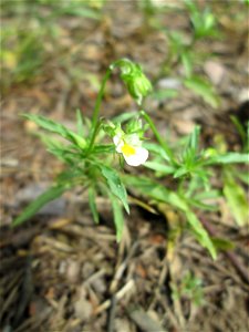 Acker-Stiefmütterchen (Viola arvensis) in der Schwetzinger Hardt