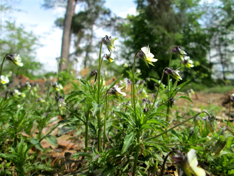 Acker-Stiefmütterchen (Viola arvensis) nahe am Baggersee in der Schwetzinger Hardt
