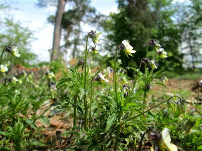 Acker-Stiefmütterchen (Viola arvensis) nahe am Baggersee in der Schwetzinger Hardt