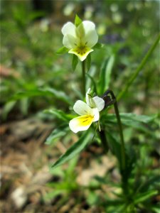 Acker-Stiefmütterchen (Viola arvensis) nahe am Baggersee in der Schwetzinger Hardt